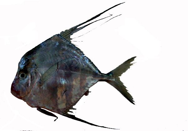 Alectis alexandrina_003.jpg